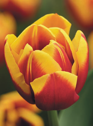 Ziedu tulpes narcises lilijas