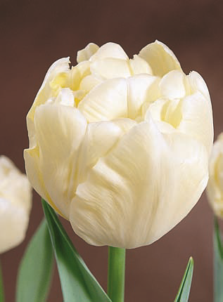 Ziedu tulpes narcises lilijas