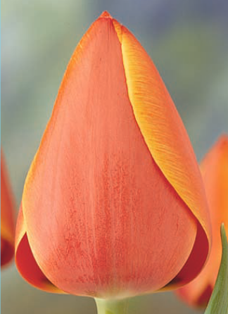 Ziedu tulpes narcises lilijas
