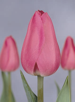 Ziedu tulpes narcises lilijas