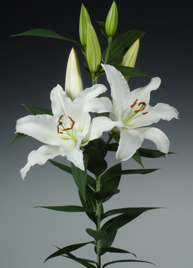 Ziedu tulpes narcises lilijas