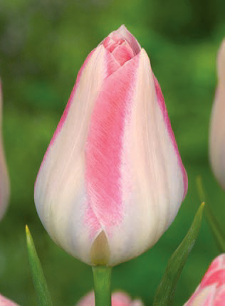 Ziedu tulpes narcises lilijas