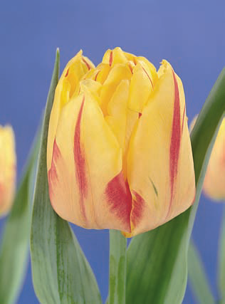 Ziedu tulpes narcises lilijas