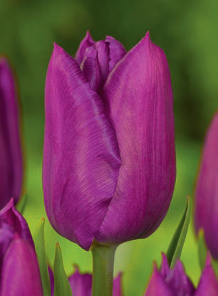 Ziedu tulpes narcises lilijas