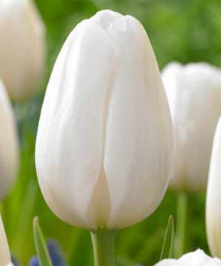Ziedu tulpes narcises lilijas