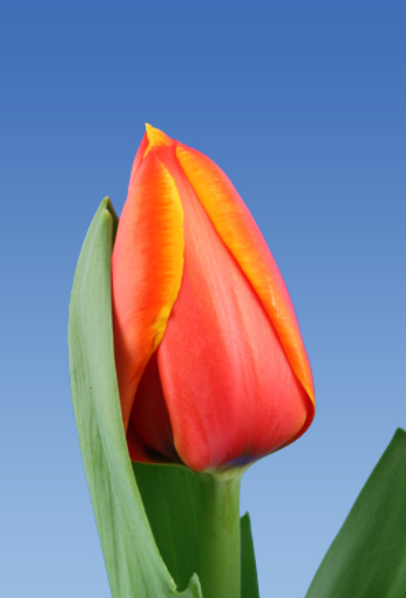 Ziedu tulpes narcises lilijas
