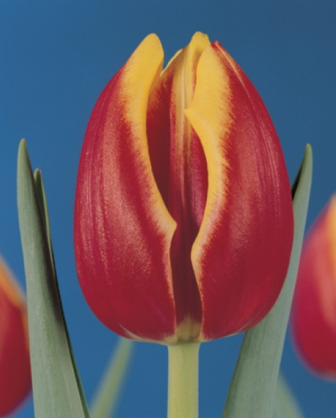 Ziedu tulpes narcises lilijas