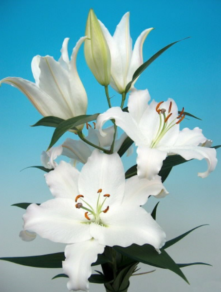 Ziedu tulpes narcises lilijas