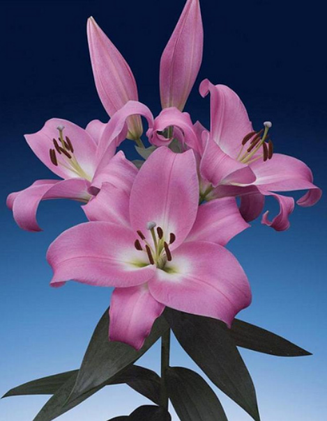 Ziedu tulpes narcises lilijas