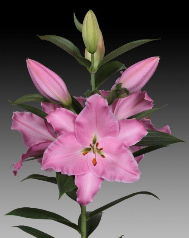 Ziedu tulpes narcises lilijas
