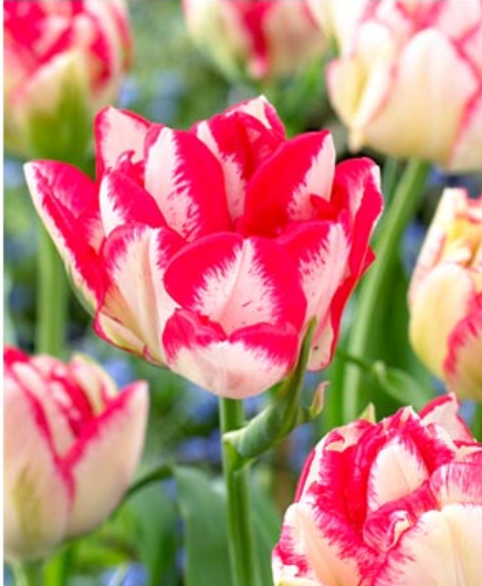 Ziedu tulpes narcises lilijas