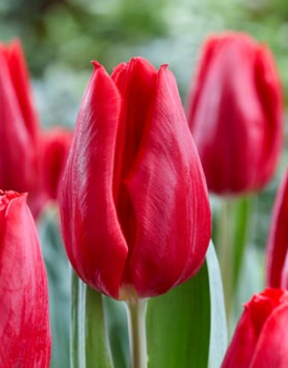 Ziedu tulpes narcises lilijas