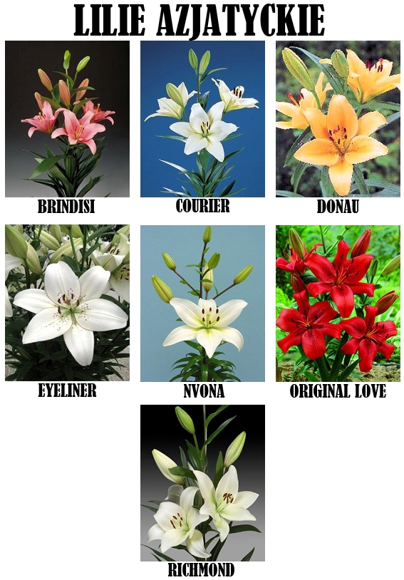 Ziedu tulpes narcises lilijas